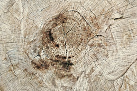 Image by Kumiko SHIMIZU