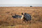 Image by Mwandwe Chileshe