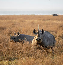 Image by Mwandwe Chileshe