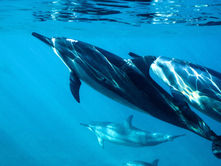Observer les dauphins à Maurice: les meilleurs spots pour des rencontres inoubliables