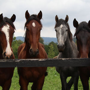 Horses - 3rd