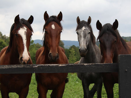 Selenium in Horse Nutrition: Importance and Benefits
