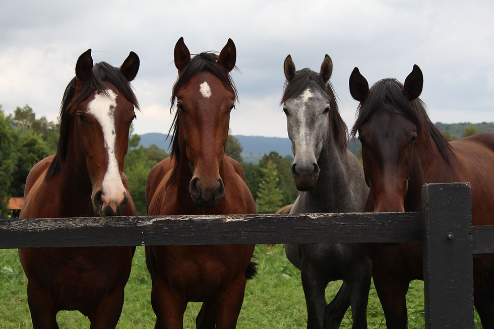 horses in training need positive reinforcement but also need basic life skills and interactions with other horses