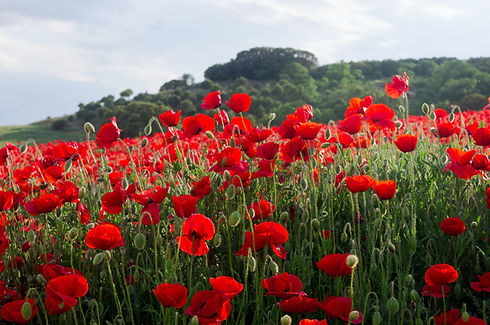 Field of red poppies