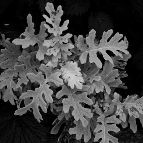 Dusty Miller silver foliage for fall landscapes in Arizona