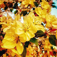 Image by Jessica Koblas