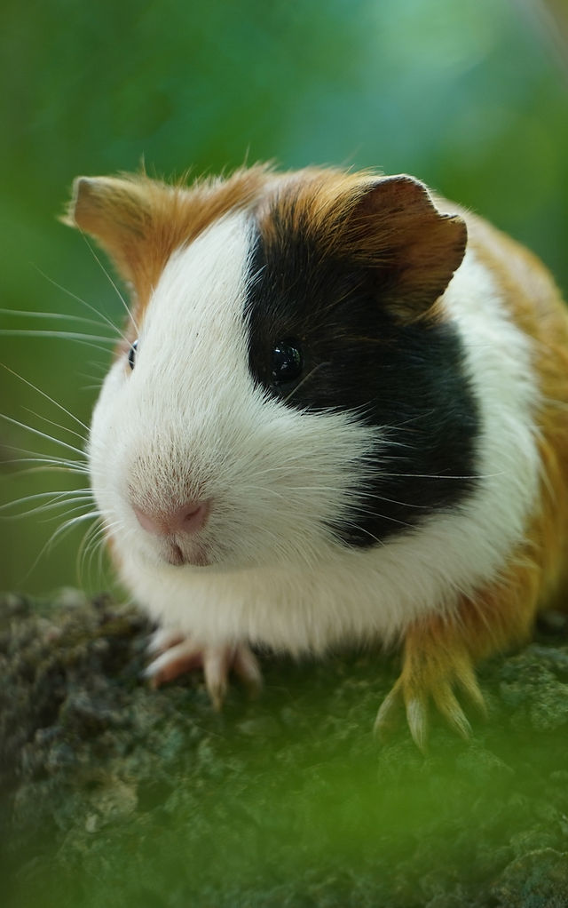Rescue Centre Guinea Pig For Rehoming Pet Guinea Adoptable Places
