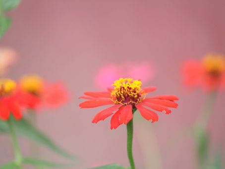 The Impact of Vulnerability in Building Strong Team Dynamics