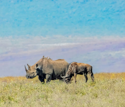 black rhino