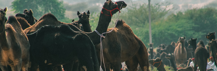 Pushkar Camel Fair