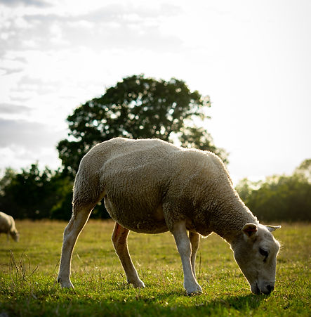Image by Will Wright