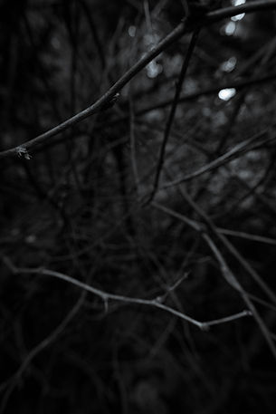Image by Reed Geiger