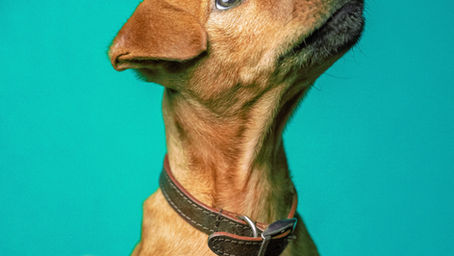 De gouden regels bij het trainen van een reactieve en buitenlandse honden