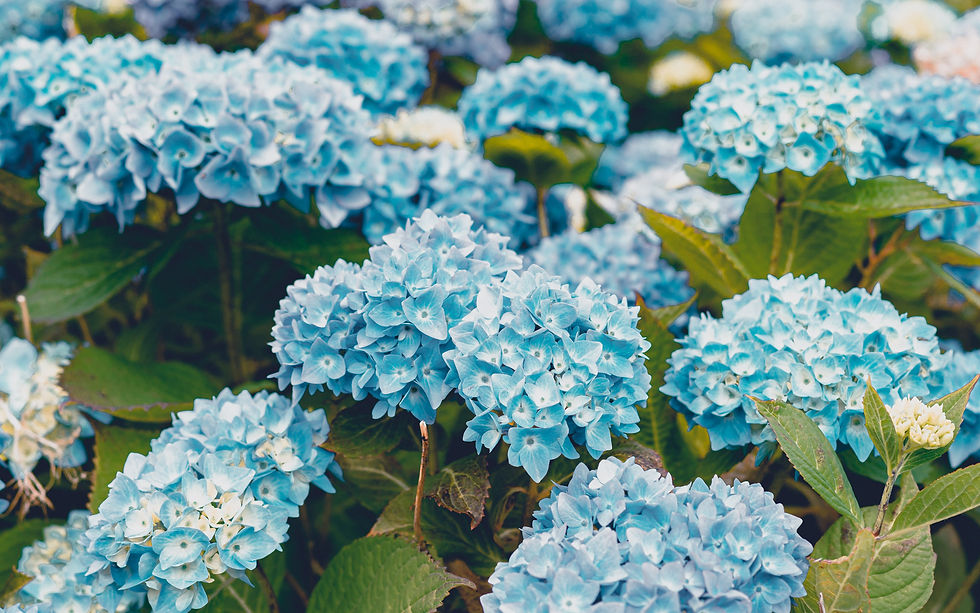 list of flowers