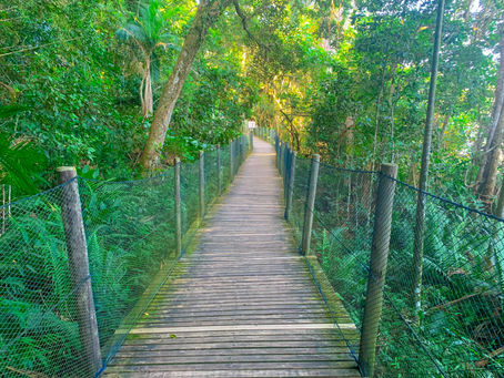 Wooden boardwalk with railings leads through lush green forest. Dense foliage and tall trees line the path under soft sunlight.