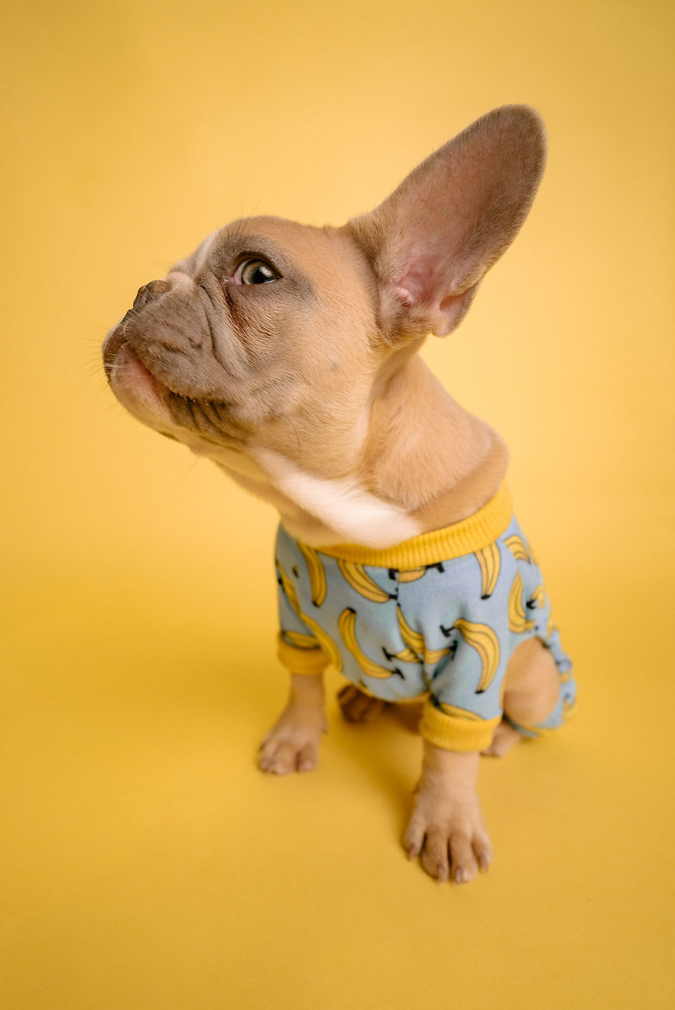 A picture of a French bulldog with big ears saying, the ears of a reflective listener look like this!