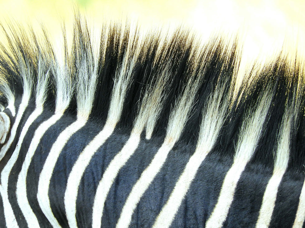 Zebra stripes