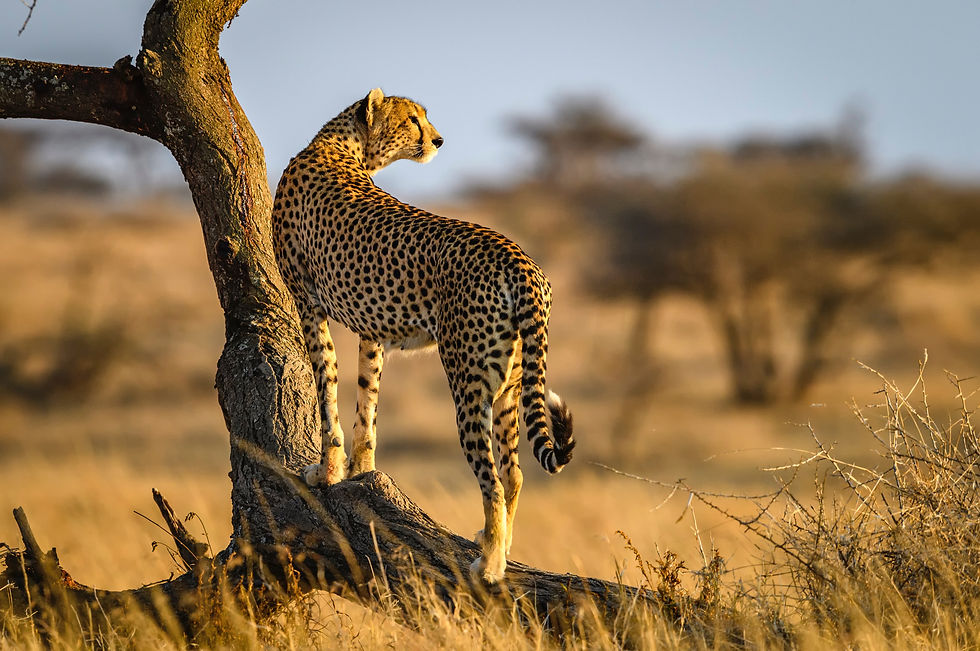 cheetah standing on tree trunk