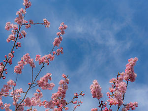 flowering tree branches and blue sky in background