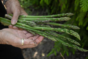 A look at rising demand for asparagus