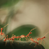 Fire Ant Treatment - Environmentally Friendly Tip from the Habitat Team