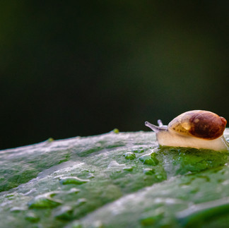 Repoussez les limaces pour laisser pousser vos vivaces