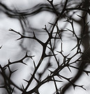 Image by Andrey Grinkevich