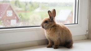 Rabbits Topics