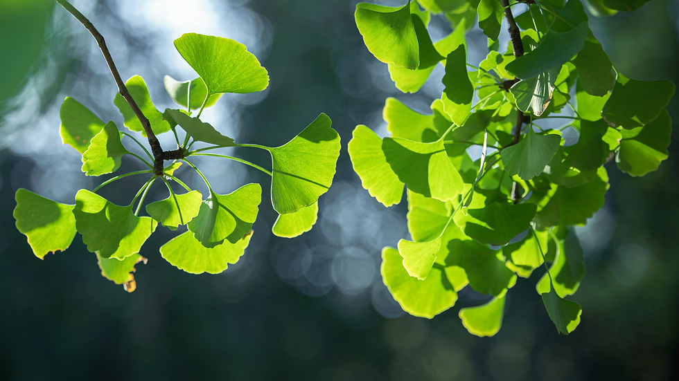 Ginkgo Biloba leaves in the sun