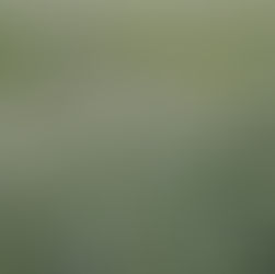 A field of oats, which improve soil health, water quality, and other benefits.