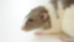 rodents, rat, mouse, rodent treatment, sydney pest control, inner west pest control, residential pest control, commercial pest control