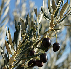 Image by David Cano Soriano