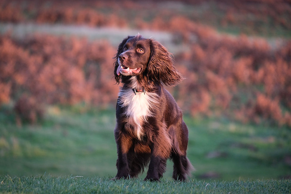 January Pet Gundog Foundations from Friday 10 January, 2.45pm, £79