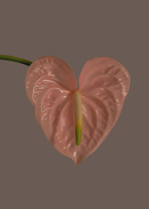 Anthurie in Altrose mit Herzform auf beidem Hintergrund.