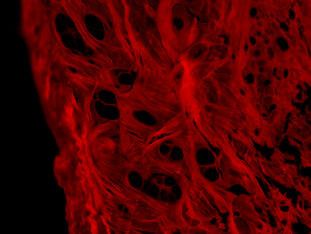 Cartalax Bioregulator