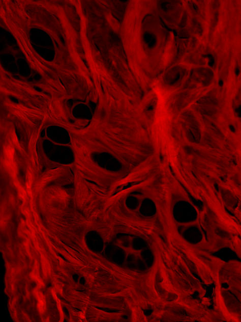 Cartalax Bioregulator