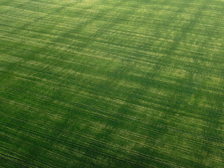 What is a "green desert" and how to avoid planting one.