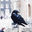 Writer: The Wired Bird