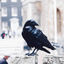 Writer: The Wired Bird