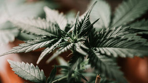 What Farmers Need to Know About Growing Hemp