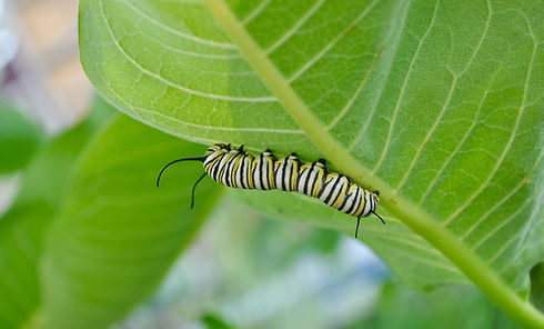 A caterpillar on a leaf
