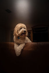 goldendoodle