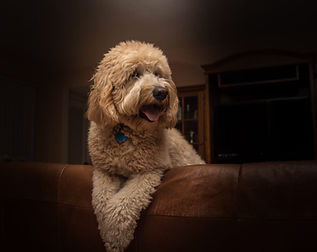 goldendoodle