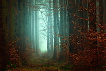 Image by Johannes Plenio