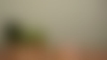 7 Great Houseplants For Beginners