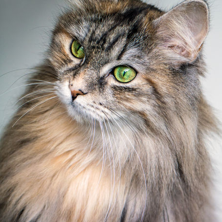 Corneal Ulcers in Pets