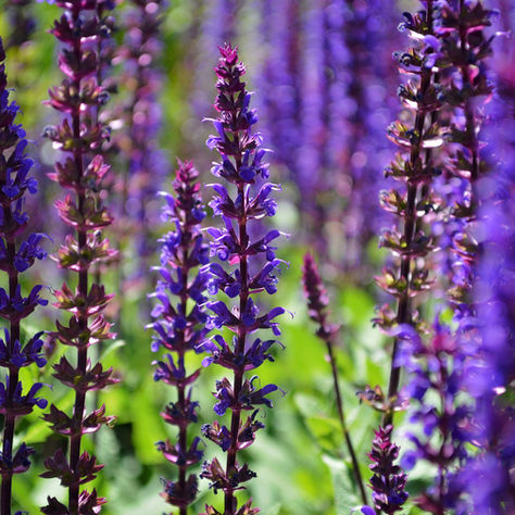 HOW TO: Deadhead Salvia
