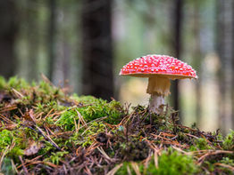 Mushrooms Are Having A Moment