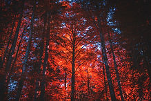 Image by Simone Dalmeri