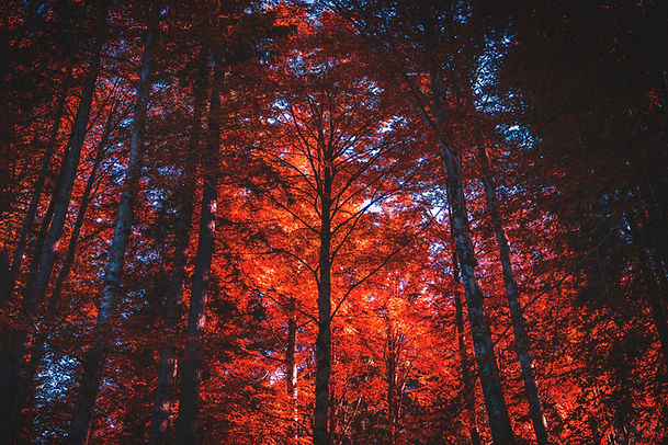 Image by Simone Dalmeri